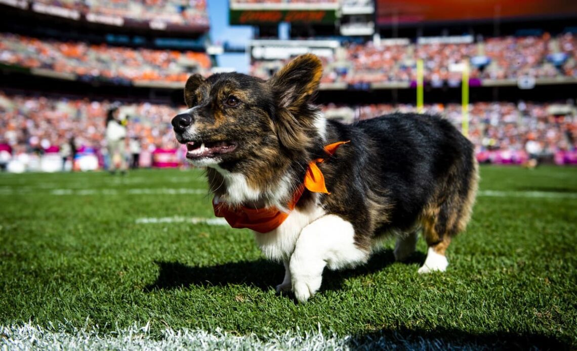 Photos: In Focus - Dawg Dash Corgi Races