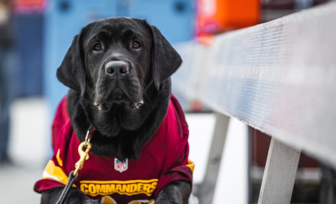 Team dog Mando has un-fur-gettable season with Commanders